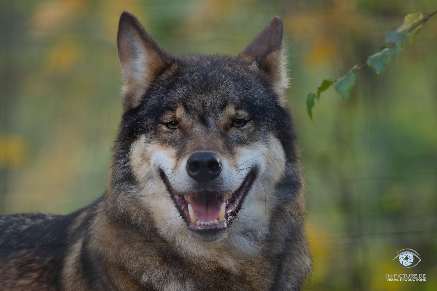 Bikerwolf - Fotografie von In-Picture.de Visual Productions